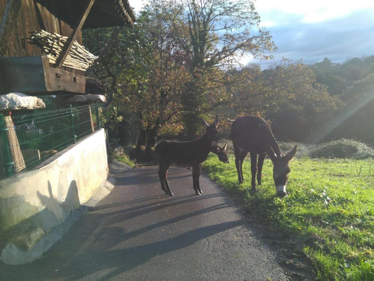 Casa Pepin - Sagasta Rural Oviedo Konuk evi Dış mekan fotoğraf