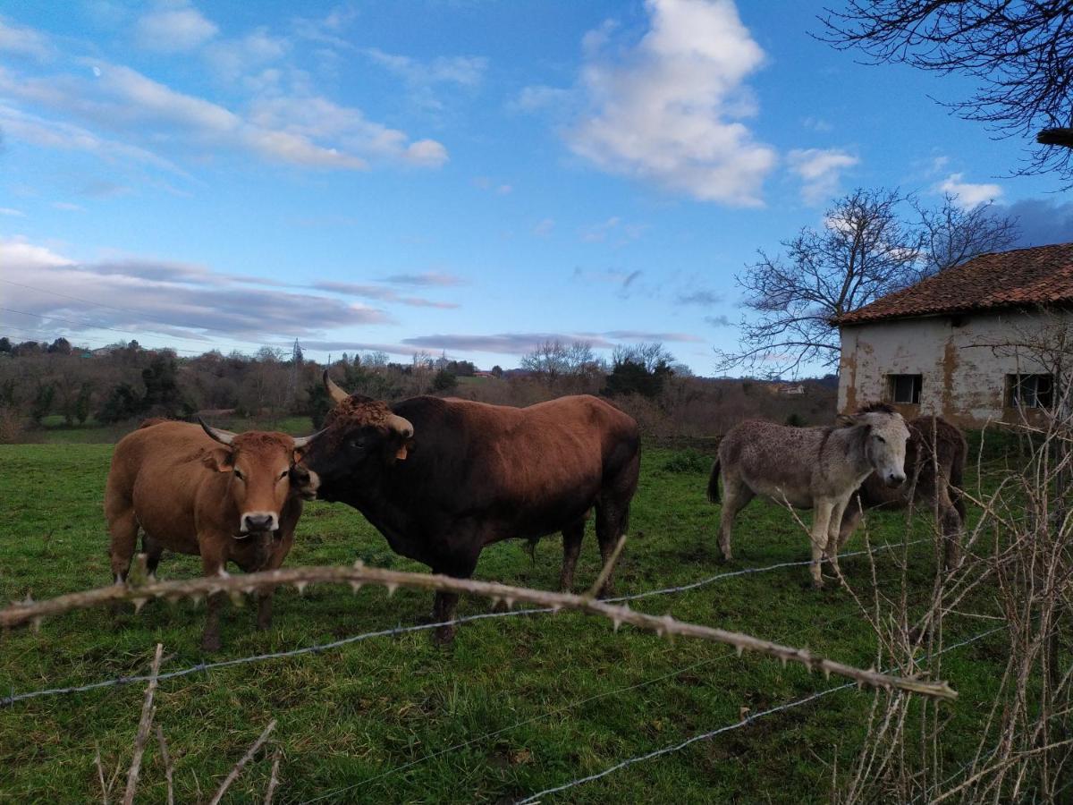 Casa Pepin - Sagasta Rural Oviedo Konuk evi Dış mekan fotoğraf