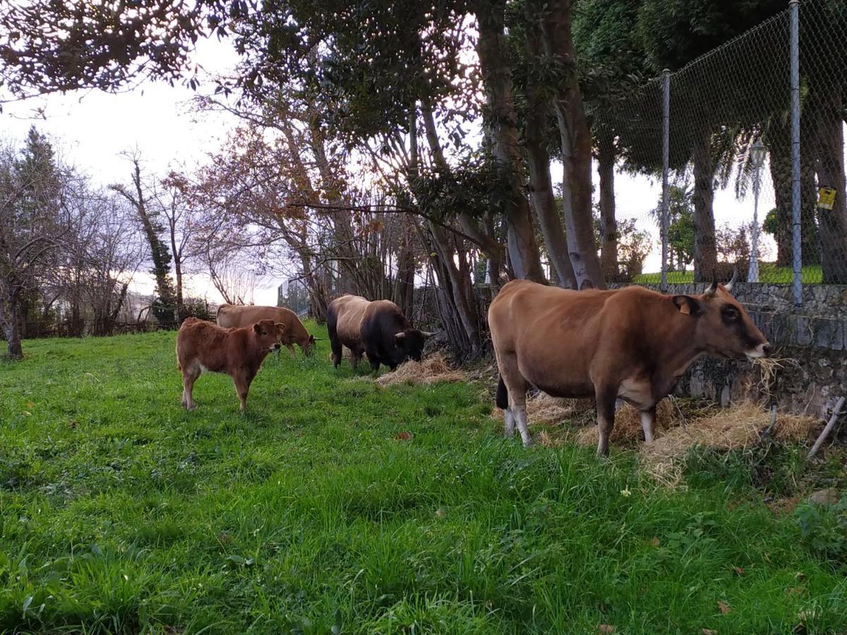 Casa Pepin - Sagasta Rural Oviedo Konuk evi Dış mekan fotoğraf